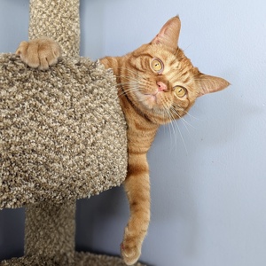 Fundraising Page: Monica Taylor